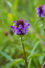 Prunella Vulgaris makro single natural flower, medicinal herbs nature background