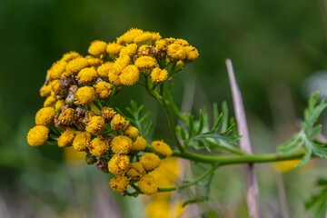 Tansy Tanacetum vulgare wild plant in summer