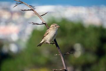 House Sparrow (Passer domesticus) on a flax branch high above the city