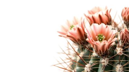 Pink cactus flowers bloom in sunlight