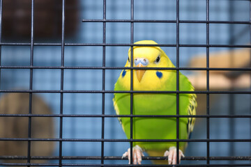 close-up of a vibrant green and yellow budgie perched in a cage