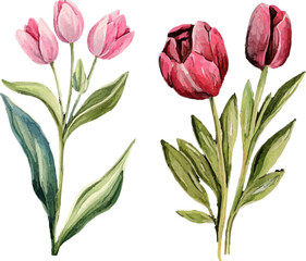 Fototapeta premium bouquet of pink tulips