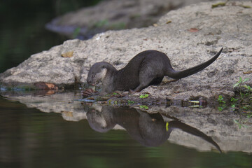 smooth-coated (Lutrogale perspicillata) watching in the forest.	