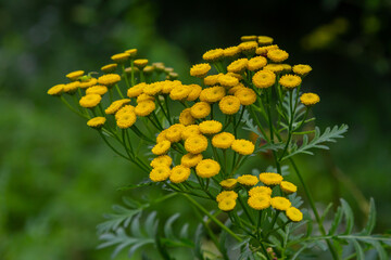 Tansy Tanacetum vulgare wild plant in summer
