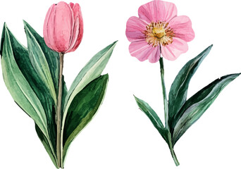 Obraz premium bouquet of pink tulips