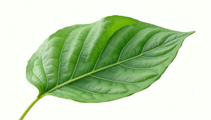 Obraz premium Single Leaf Isolated on Transparent Background