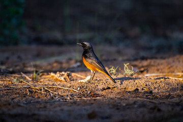 Discover Hodgson's Redstart, a vibrant bird species known for its striking plumage and captivating presence in the forests of Asia.