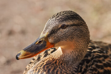 A female mallard came to see if the photographer had any treats on offer. The birds living in the park area of the city of Lohja have become a little too fearless after receiving food from passers-by.
