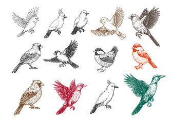 bird collection, illustration, drawing, engraving, ink, line art, vector. animal engraving illustration