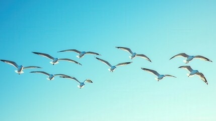 Flock of seagulls soaring through a clear azure sky.
