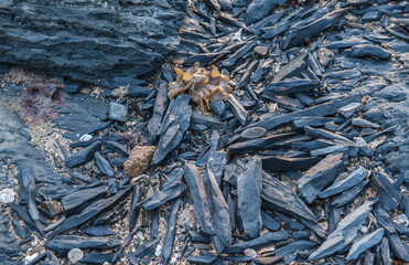 Long black rock on the beach