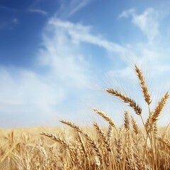Naklejka premium A field of wheat with a blue sky in the background