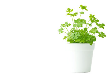 Fresh Parsley in Pot
