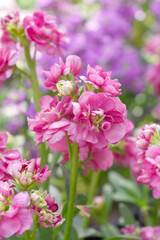 Pink Hoary Stock, Pink Hoary Stock or Matthiola Incana is a member of the Brassicaceae family of flowering plants. It's also commonly known as Brompton Stock, Common Stock, Pink flower in garden