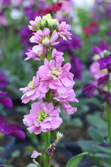 Fototapeta premium Pink Hoary Stock, Pink Hoary Stock or Matthiola Incana is a member of the Brassicaceae family of flowering plants. It's also commonly known as Brompton Stock, Common Stock, Pink flower in garden