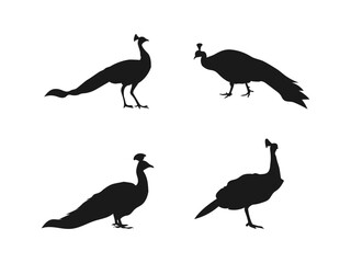 Black and white silhouette peacock vector illustration. peacock standing and walking in different positions, silhouette set vector. vector on a white background.