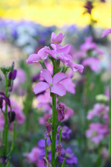 Fototapeta premium Pink Hoary Stock, Pink Hoary Stock or Matthiola Incana is a member of the Brassicaceae family of flowering plants. It's also commonly known as Brompton Stock, Common Stock, Pink flower in garden