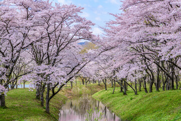 蔵王山麓 七ヶ宿ダム公園　春
