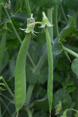 Green peas grow in the garden Beautiful close up of green fresh peas and pea pods. Healthy food, Bush of sweet pea with ripe pods cultivated on vegetable garden, green peas closeup in nature, Pakistan
