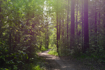 Fototapeta premium A sunlit path through a tranquil spruce forest