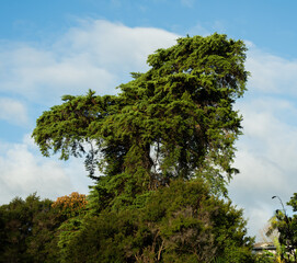 Tropical tree at Sherwood resort