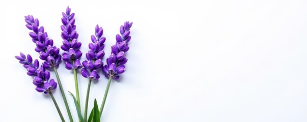 Obraz premium Bunch of fragrant lavender flowers isolated on white, bouquet, purple