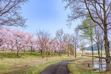 蔵王山麓 七ヶ宿ダム公園　春
