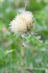 A blooming Creeping Thistle plant, Creeping thistles flower at the meadow. wild flower bloom, thistle in seed, natural flower, creeping thistle flower closeup, Closeup of fluffy creeping thistles seed