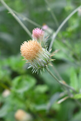 A blooming Creeping Thistle plant, Creeping thistles flower at the meadow. wild flower bloom, thistle in seed, natural flower, creeping thistle flower closeup, Closeup of fluffy creeping thistles seed