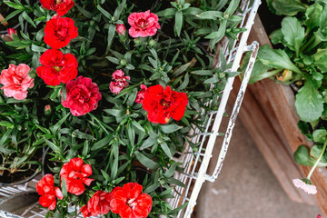 Colorful flowers in a rustic basket at a market during springtime