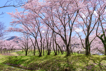 蔵王山麓 七ヶ宿ダム公園　春
