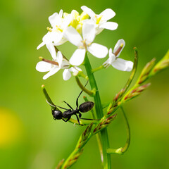 Ant on a garlic mustard plant (Alliaria petiolata). 