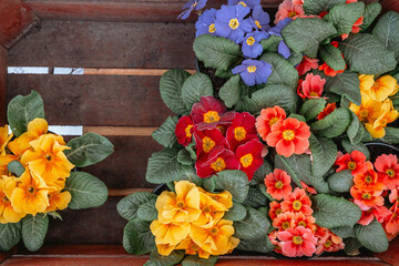 Colorful primroses arranged in a wooden tray at a spring market event