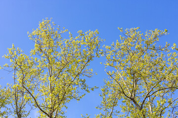 Tree Canopies with Spring Leaves and Blue Sky