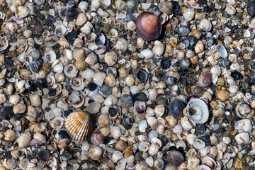 Colorful Sea Shells on Sandy Beach