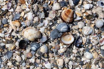 Assorted Sea Shells Covering Beach Surface