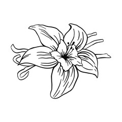 vanilla image line outline hand made