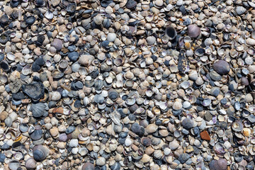 Small Sea Shells and Snail Shells on Beach