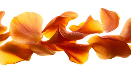 Orange and yellow petals in mid air
