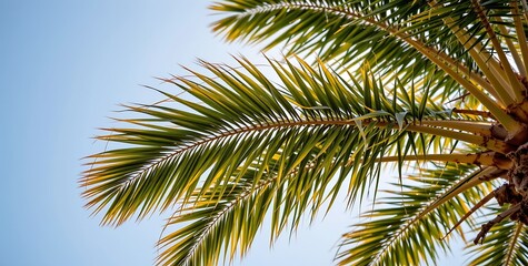 A low angle photograph emphasizing the multitude of palm leaves waving back and forth
