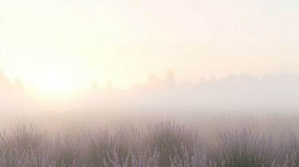 Obraz premium Misty Sunrise Over Lavender Fields in Soft Morning Light