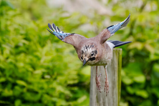 Eurasian jay (Garrulus glandarius) in flight at Valle Canal Novo nature reserve, Marano Lagunare, Friuli Venezia Giulia, Udine, Italy. Colorful passerine bird in the crow family Corvidae.