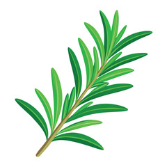 Fototapeta premium A sprig-of-fresh-rosemary-with-vibrant-green-needle. 