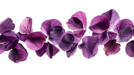 Vibrant violet and purple petals