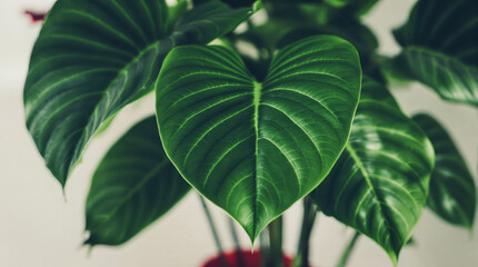 Obraz premium close-up of a vibrant green philodendron leaf showcasing its unique texture and heart shape