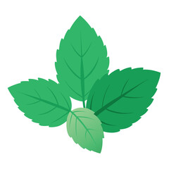 green leaves isolated on white background