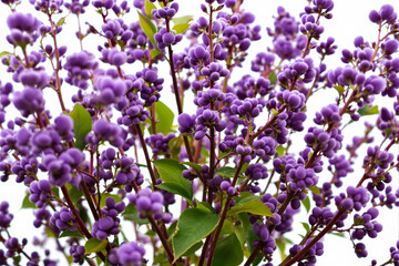 close-up view of vibrant purple flower clusters on reddish-purple stems