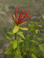 Chinese ixora (Ixora chinensis) in the wild before blooming