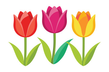 Illustration of three colorful tulips Isolated on white.