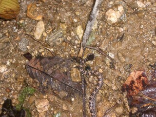 Serpent caché dans les feuilles mortes